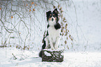 Shetland Sheppdog im Winter