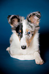 junger Shetland Sheepdog