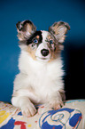 junger Shetland Sheepdog