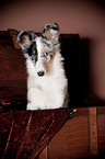 junger Shetland Sheepdog