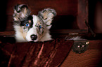 junger Shetland Sheepdog