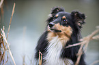 Shetland Sheepdog Hndin