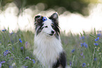 blue-merle Shetland Sheepdog
