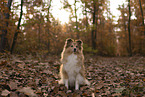 Shetland Sheepdog im Herbst