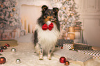 Shetland Sheepdog