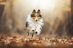 Shetland Sheepdog