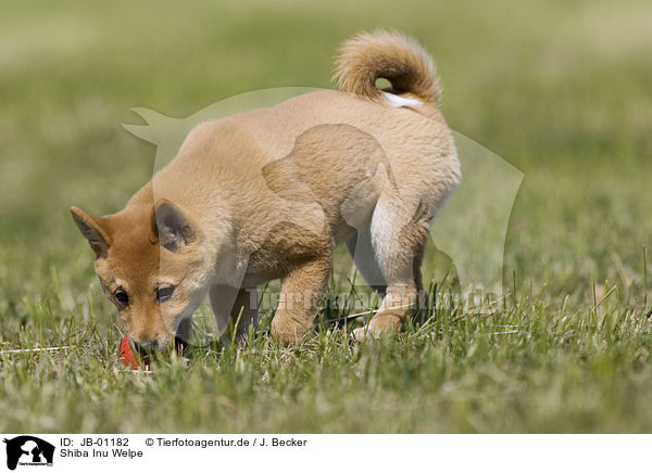 Shiba Inu Welpe / JB-01182