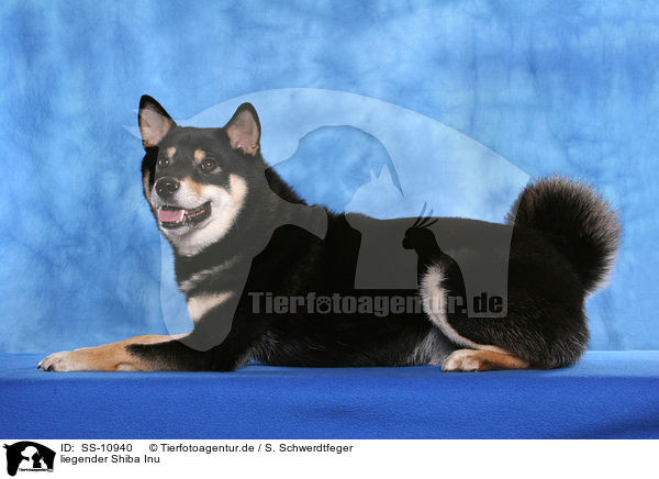 liegender Shiba Inu / lying Shiba Inu / SS-10940