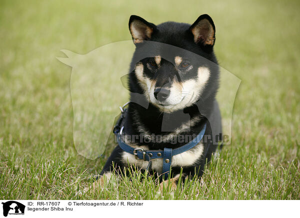 Rr 17607 Liegender Shiba Inu Bilder Stockbilder Kaufen