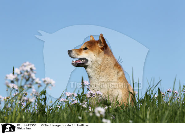 Shiba Inu / JH-12351