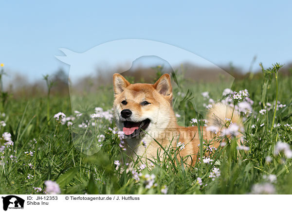 Shiba Inu / JH-12353