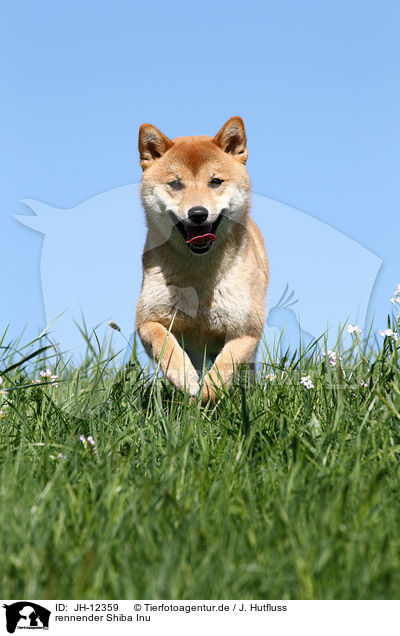 rennender Shiba Inu / JH-12359