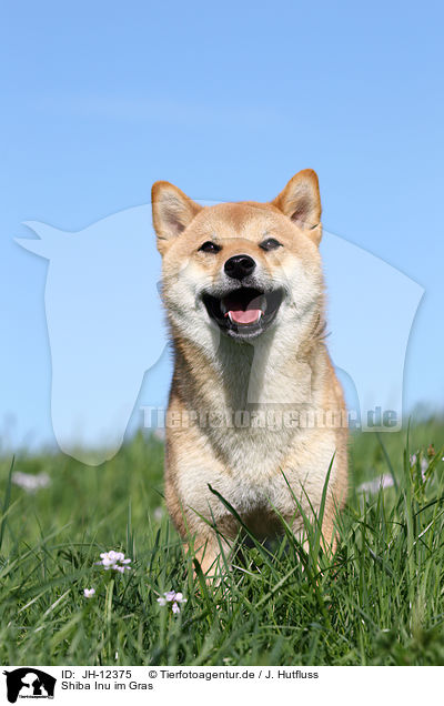 Shiba Inu im Gras / JH-12375