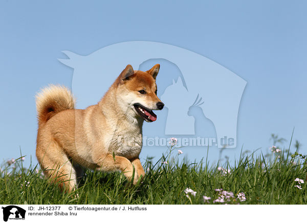 rennender Shiba Inu / running Shiba Inu / JH-12377