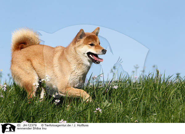 rennender Shiba Inu / running Shiba Inu / JH-12379