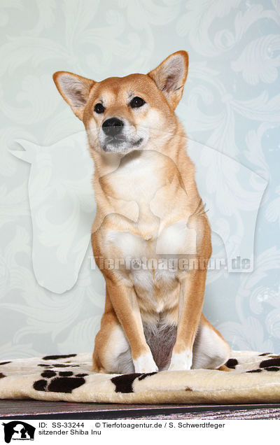 sitzender Shiba Inu / sitting Shiba Inu / SS-33244