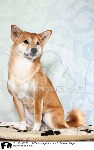 sitzender Shiba Inu / sitting Shiba Inu / SS-33250
