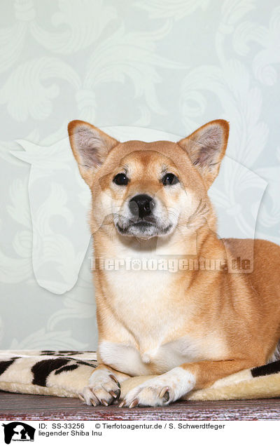 liegender Shiba Inu / lying Shiba Inu / SS-33256