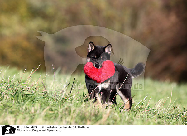 Shiba Inu Welpe mit Spielzeug / JH-20483