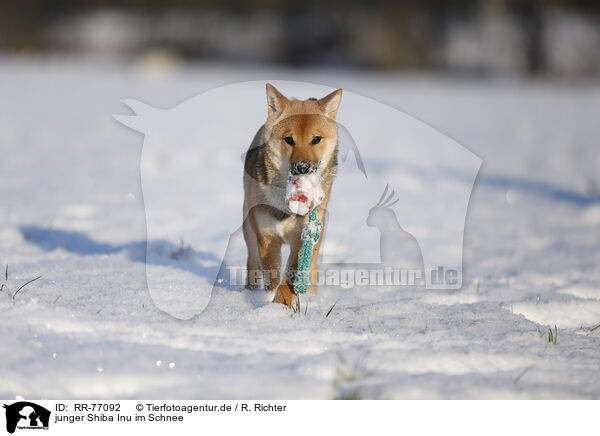 junger Shiba Inu im Schnee / RR-77092