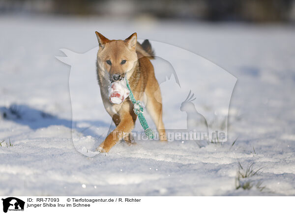 junger Shiba Inu im Schnee / young Shiba Inu in snow / RR-77093