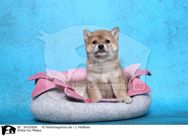 Shiba Inu Welpe / Shiba Inu Puppy / JH-22926