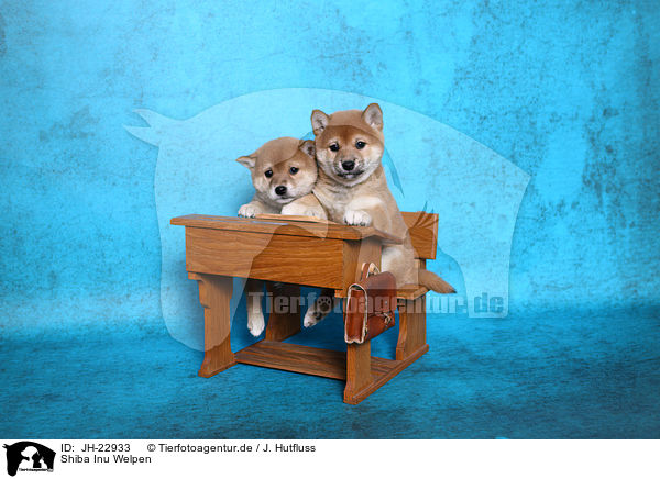 Shiba Inu Welpen / Shiba Inu Puppies / JH-22933