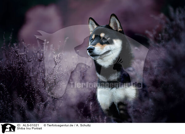 Shiba Inu Portrait / Shiba Inu Portrait / ALS-01021