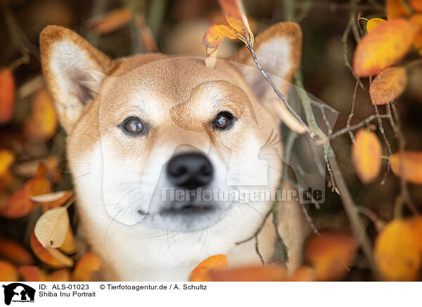 Shiba Inu Portrait / Shiba Inu Portrait / ALS-01023