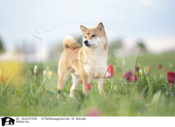 Shiba Inu / Shiba Inu / ALS-01030