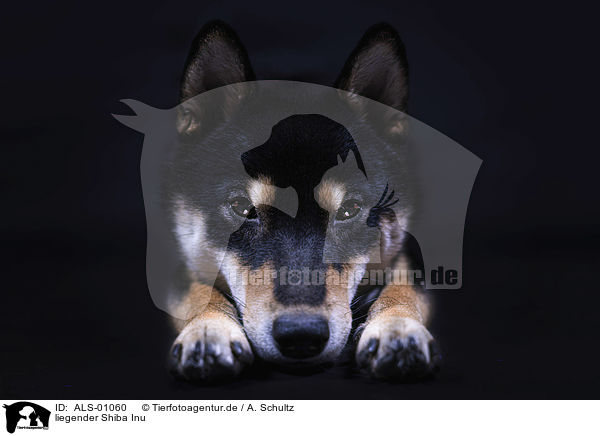 liegender Shiba Inu / ALS-01060