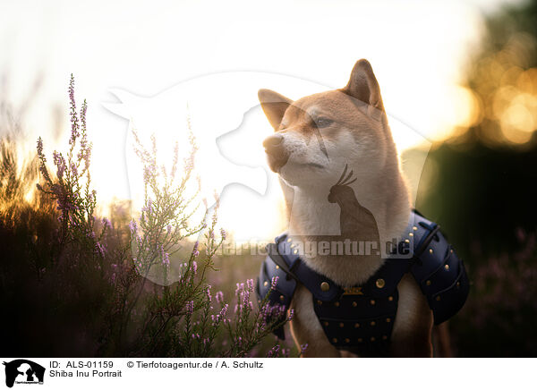 Shiba Inu Portrait / Shiba Inu Portrait / ALS-01159