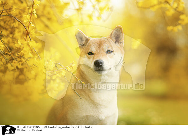 Shiba Inu Portrait / ALS-01165