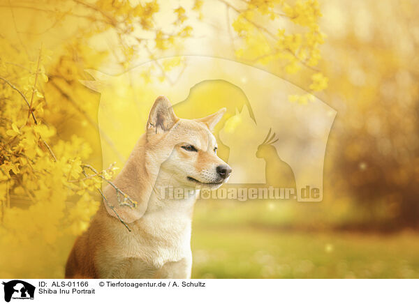 Shiba Inu Portrait / Shiba Inu Portrait / ALS-01166