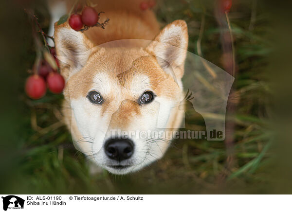 Shiba Inu Hndin / female Shiba Inu / ALS-01190