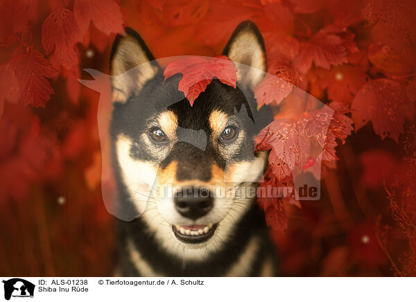 Shiba Inu Rde / male Shiba Inu / ALS-01238