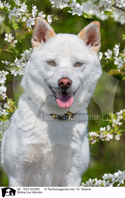 Shiba Inu Hndin / female Shiba Inu / SST-22093