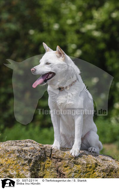 Shiba Inu Hndin / female Shiba Inu / SST-22114