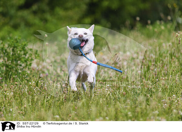 Shiba Inu Hndin / SST-22129