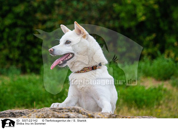 Shiba Inu im Sommer / Shiba Inu in summer / SST-22142