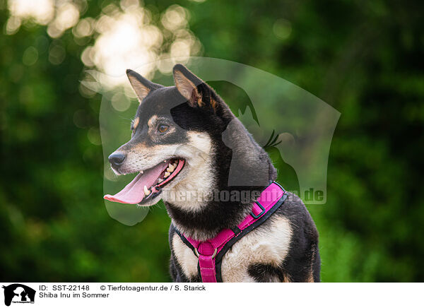 Shiba Inu im Sommer / Shiba Inu in summer / SST-22148