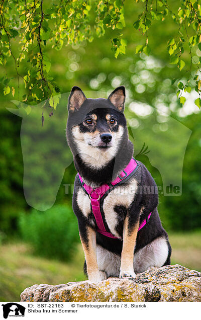 Shiba Inu im Sommer / Shiba Inu in summer / SST-22163
