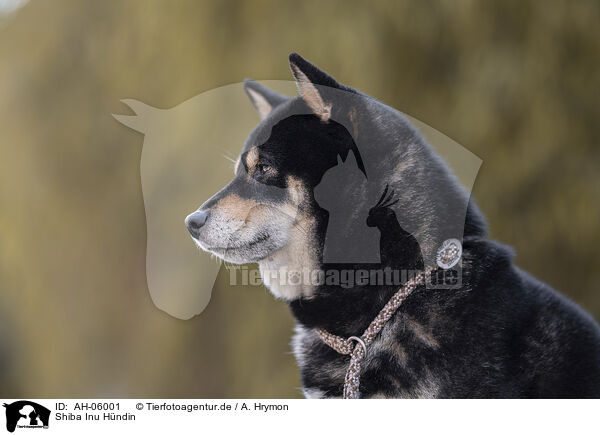 Shiba Inu Hndin / female Shiba Inu / AH-06001