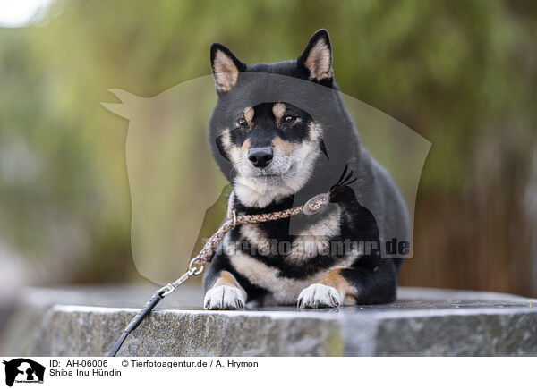 Shiba Inu Hndin / female Shiba Inu / AH-06006