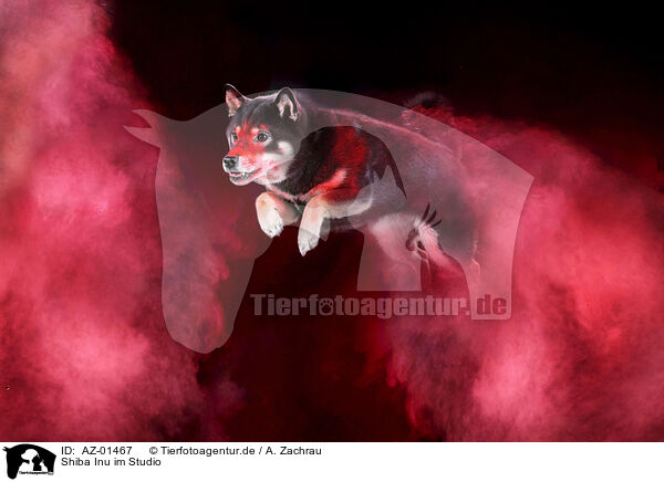 Shiba Inu im Studio / AZ-01467