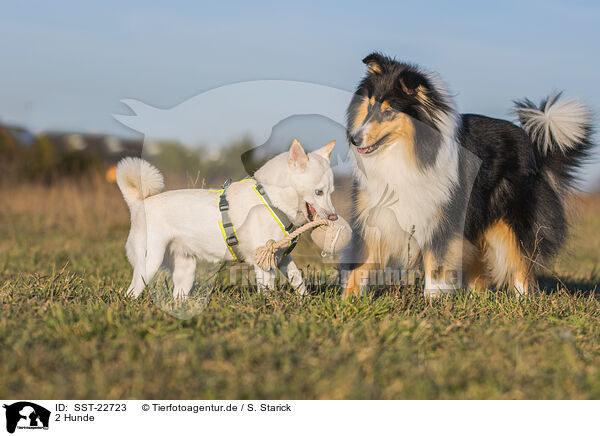 2 Hunde / 2 dogs / SST-22723