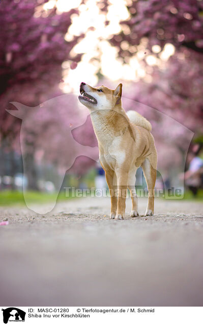 Shiba Inu vor Kirschblten / Shiba Inu in front of cherry blossoms / MASC-01280