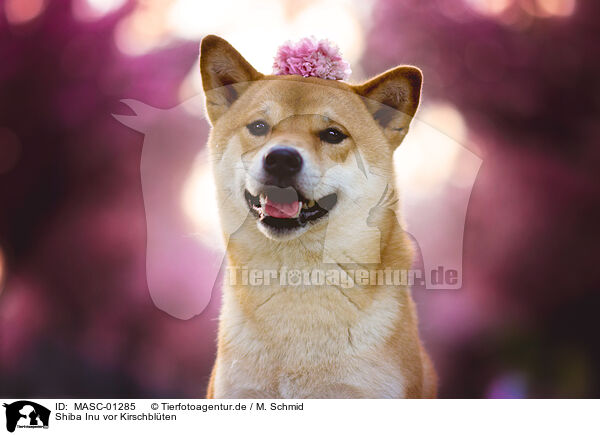 Shiba Inu vor Kirschblten / Shiba Inu in front of cherry blossoms / MASC-01285