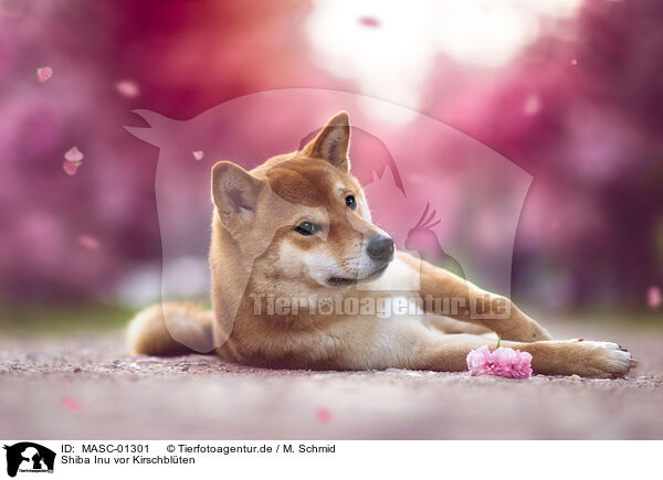 Shiba Inu vor Kirschblten / Shiba Inu in front of cherry blossoms / MASC-01301