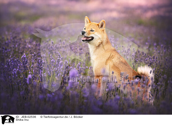 Shiba Inu / JEB-02536